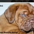 5t�dn� Baurydy-Kor�n