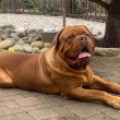 Queen Roger Baurydy-Kor�n (18 m�s�c�)