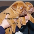 Baurydy-Kor�n 4 t�dny vrh: X