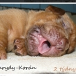 Baurydy-Kor�n vrh:T 2 t�dny