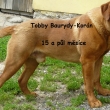 Tobby Baurydy-Kor�n 15 a p�l m�s�ce