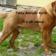 Tobby Baurydy-Korán 15 a půl měsíce