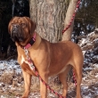 Laky Boss Baurydy-Kor�n 1 rok