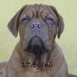 17 t�dn� Zbojn�k Baurydy-Kor�n