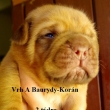 Vrh:A Baurydy Kor�n 2 t�dny