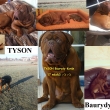 TYSON Baurydy-Kor�n