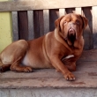 Tobby Baurydy -Kor�n (9let)