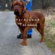 FERDINAND 21 m�s�c�