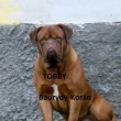 TOBBY Baurydy-Korn 21 a pl msce