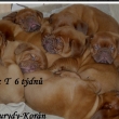 Baurydy-Korn vrh:T