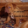 Vrh:A Baurydy Korn 4 a pl tdne