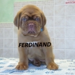 FERDINAND