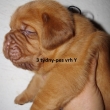 Vrh:Y Baurydy-Kor�n 3 t�dny,week