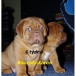 Vrh:Y Baurydy-Kor�n 6 t�dn�