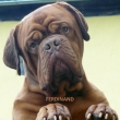 FERDINAND 32m�s�c�
