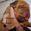 Vrh:Y Baurydy-Kor�n 2 t�deny,week