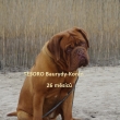 TESORO Baurydy-Korn 2 roky