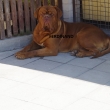 FERDINAND  3 roky a 3 m�s�ce