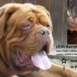 LEON Baurydy-Kor�n In Memori