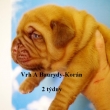 Vrh:A Baurydy Kor�n 2 t�dny