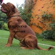 FERDINAND (import B�lorusko) 16 m�s�c�