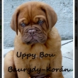 Uppy Bou Baurydy-Korn 7 a pl tdne