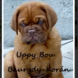 Uppy Bou Baurydy-Kor�n 7 a p�l t�dne