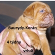 Baurydy-Korn 4 tdny vrh: X