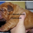 Vrh:Y Baurydy-Kor�n 1 t�den,week