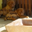 Baurydy-Kor�n vrh: V 7 t�dn�