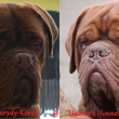Otec:Heimer�s Honneur Du Monde Matka:Jch,Ch.Klub.v�t�z 2013 Olli Baurydy-Kor�n