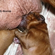 Baurydy-Kor�n