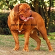 otec: JUNGLE FUFU Rock�n Dogue