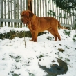na naší zahradě CORBIGNY Strážní pes