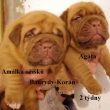 Vrh:A Baurydy Kor�n 2 t�dny