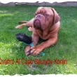 QVATTRO AL CAPO Baurydy-Kor�n