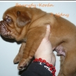 Baurydy-Kor�n vrh:T 3 t�dny