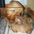 Vrh:A Baurydy Kor�n 4 t�dny