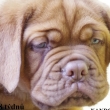XANDOR Baurydy-Kor�n 8 t�dn�
