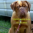 TESORO Baurydy-Kor�n 14 a p�l m�s�ce