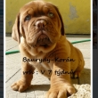 Baurydy-Kor�n vrh: V 7 t�dn�