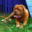 Mahony Baurydy-Kor�n (6 m�s�c�)