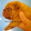 Vrh:A Baurydy Kor�n 2 t�dny