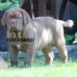 FERDINAND