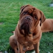 Haribo Harley Baurydy-Kor�n 3roky