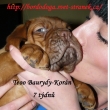 Baurydy-Kor�n vrh:T