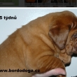 5t�dn� Baurydy-Kor�n