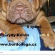 5t�dn� Baurydy-Kor�n