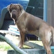 Potter Baurydy-Kor�n (11 m�s�c�)