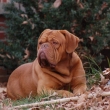 LEOO Baurydy-Kor�n